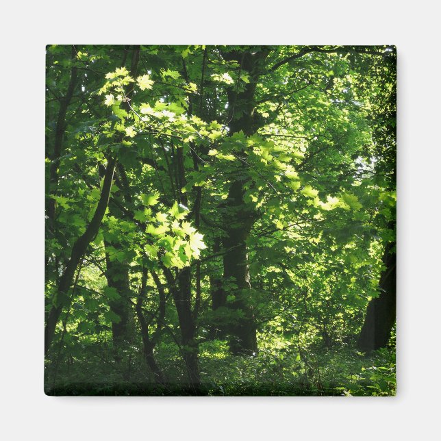 Trees in the Spring. Bute Park, Cardiff. Wales Magnet (Front)