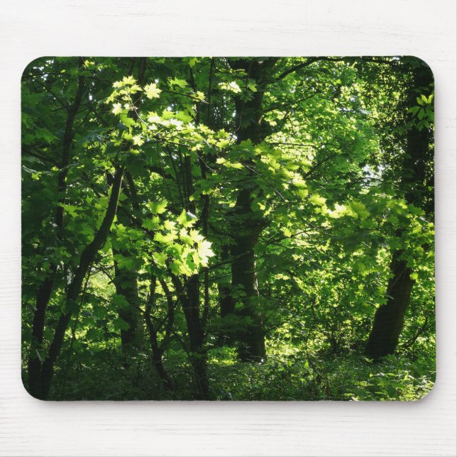 Trees in the Spring. Bute Park, Cardiff. Wales Mouse Pad (Front)