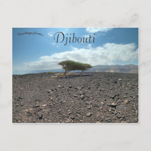 Trees in the Wilderness in Djibouti Postcard