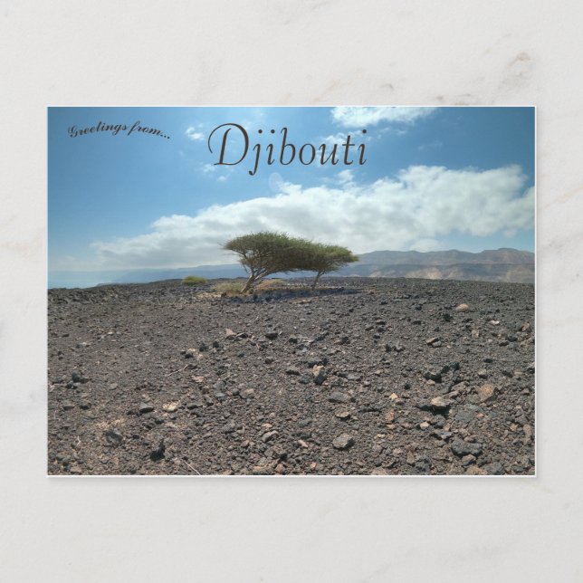 Trees in the Wilderness in Djibouti Postcard (Front)