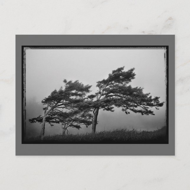 trees in the wind postcard (Front)