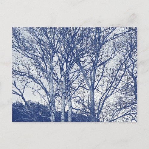 Trees in Winter _ Cyanotype Effect Postcard