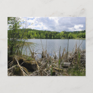 Trees Lake and Sky Marshall Lake Boundary B.C. Postcard
