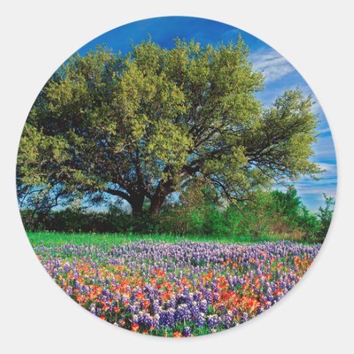 Trees Live Oak Among Texas Bluebonnets Classic Round Sticker