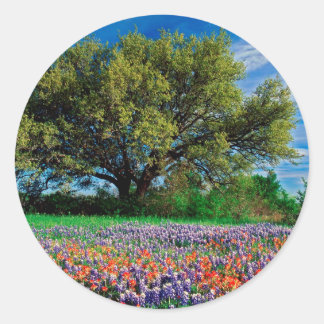 Trees Live Oak Among Texas Bluebonnets Classic Round Sticker