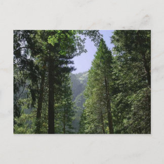 Trees Meadows Zoomwalt Postcard