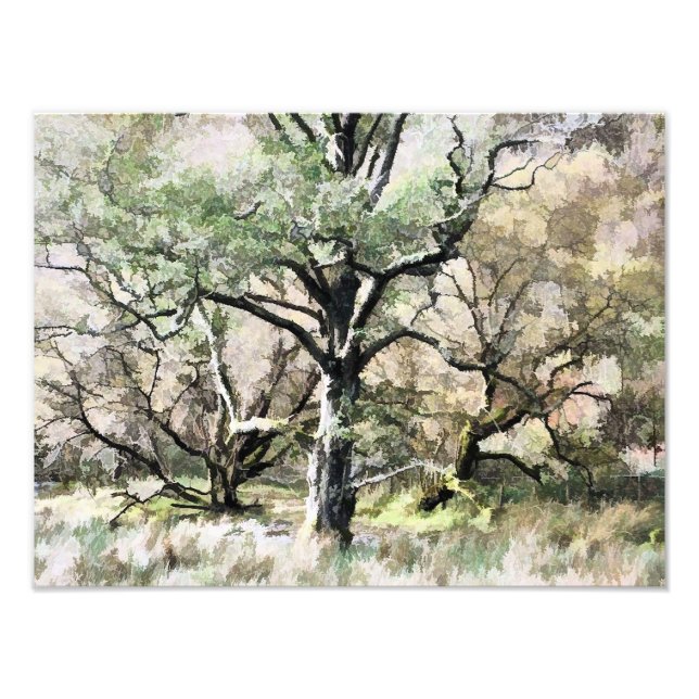 TREES PHOTO PRINT (Front)