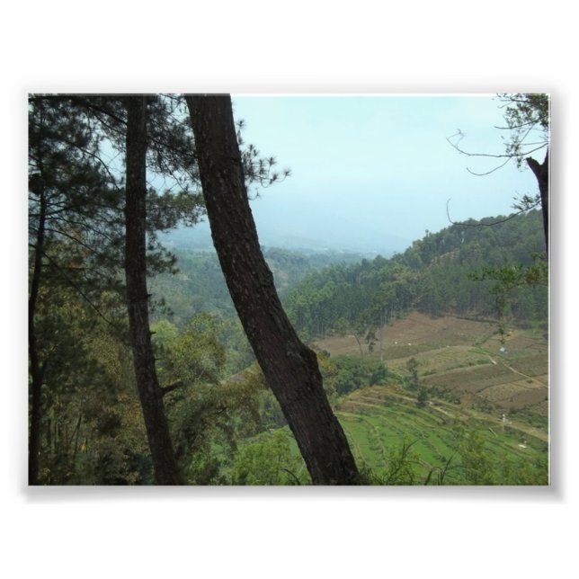 Trees Photo Print (Front)