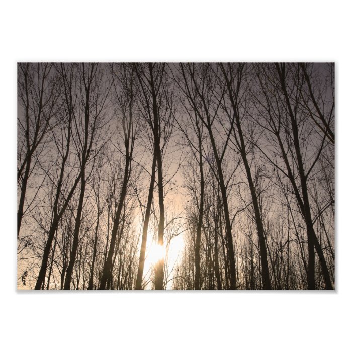 trees photographic print