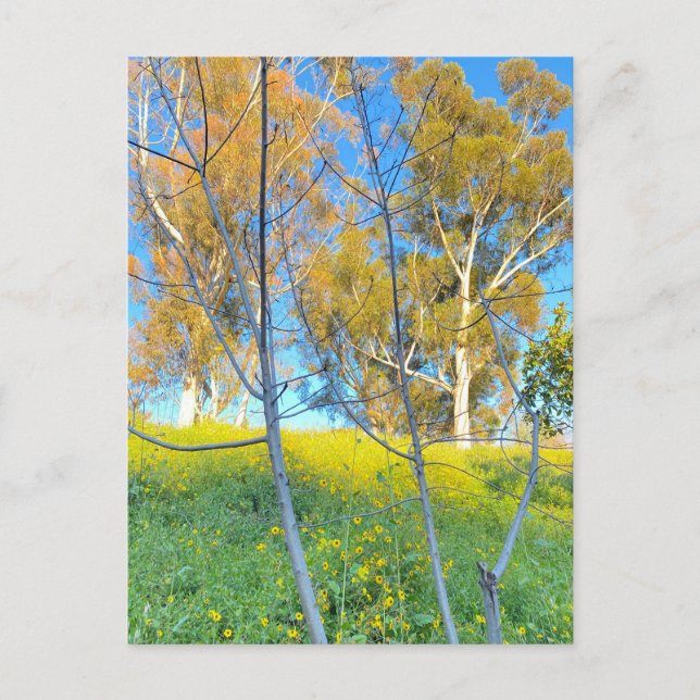 Trees Postcard (Front)
