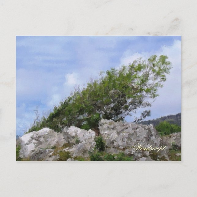 TREES POSTCARD (Front)