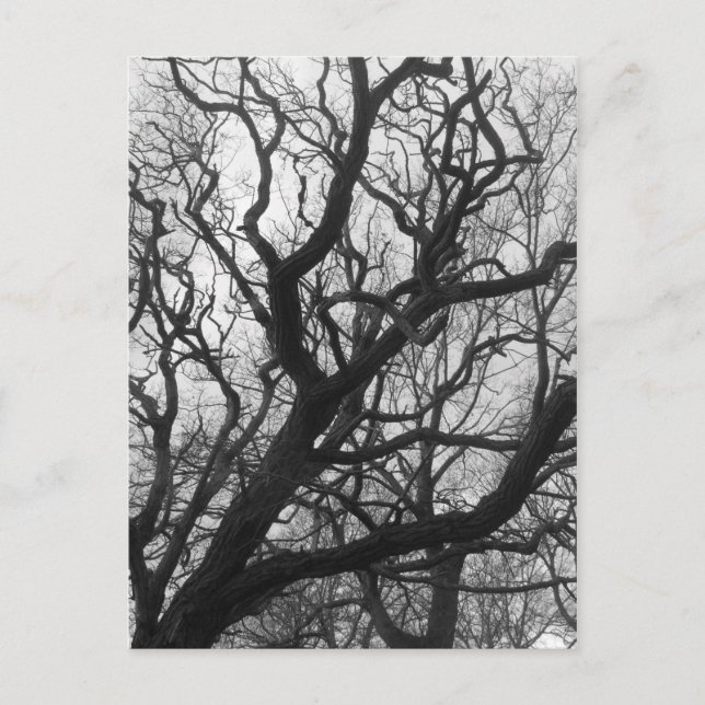 Trees Postcard (Front)