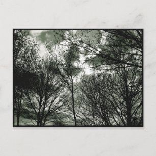 Trees   Postcard