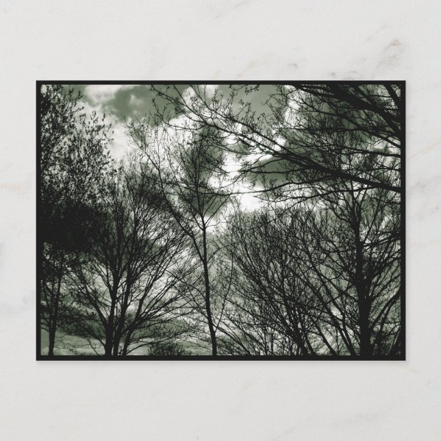 Trees | Postcard (Front)