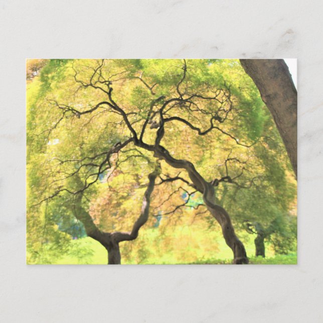 trees postcard (Front)
