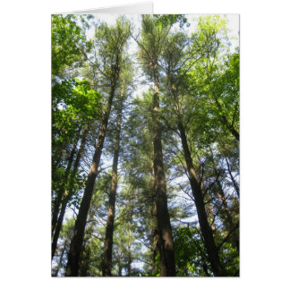 Trees reach for the sky