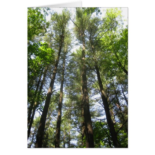 Trees reach for the sky cards (Front)