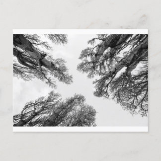 Trees reaching to sky postcard