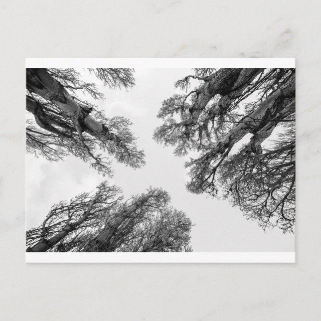 Trees reaching to sky postcard (Front)