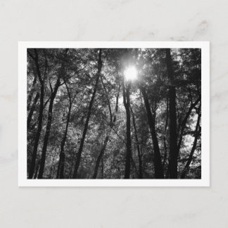 Trees & Sun (1) Postcard