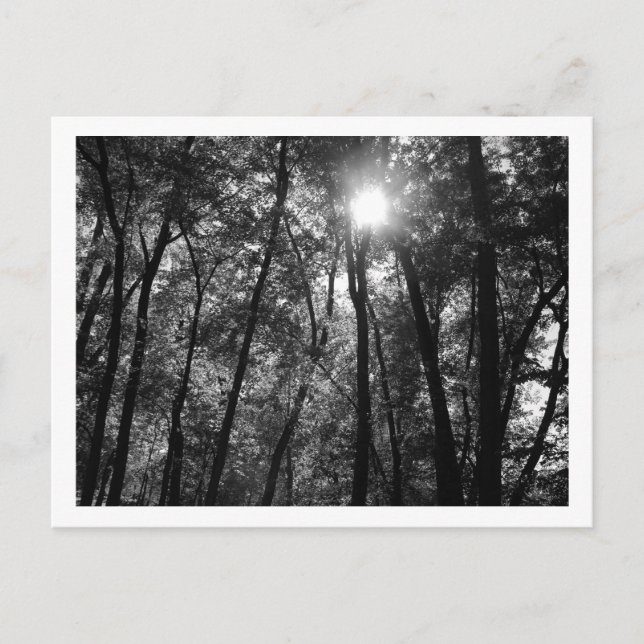 Trees & Sun (1) Postcard (Front)