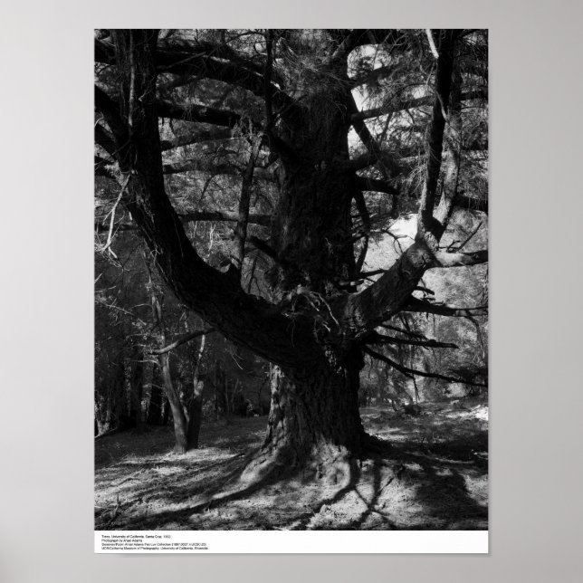 Trees, UC Santa Cruz, 1963 Poster (Front)