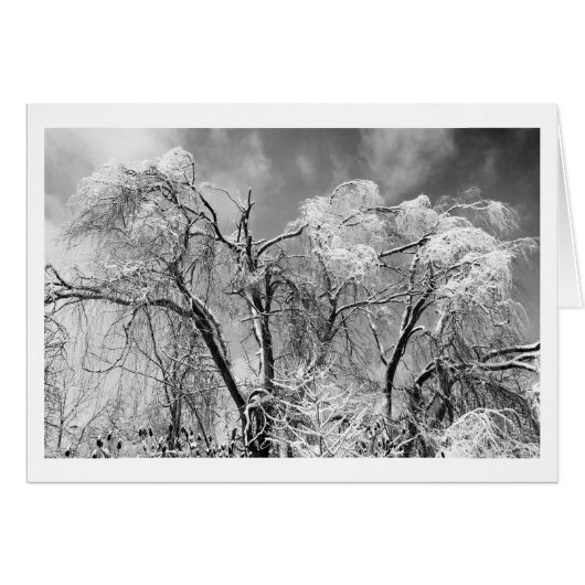 trees wear winter cards (Front Horizontal)