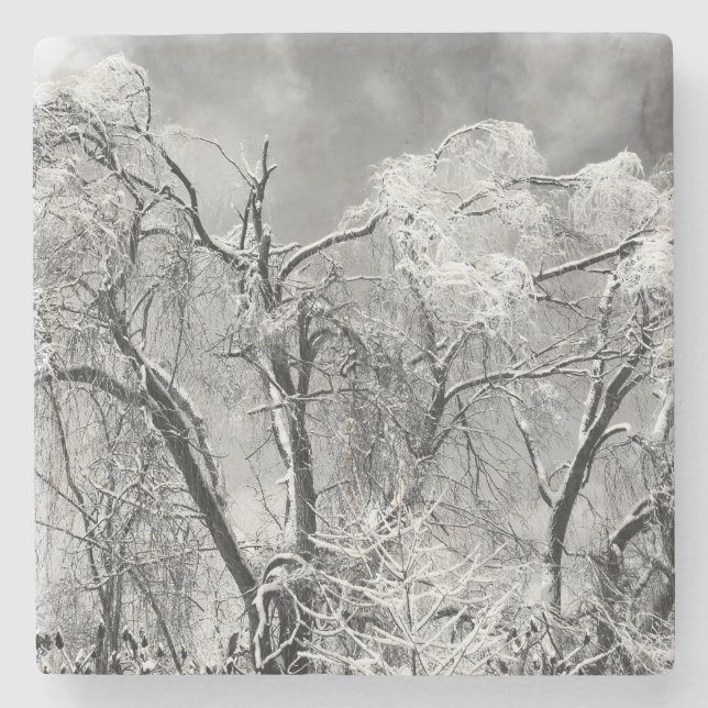 trees wear winter stone coaster (Front)