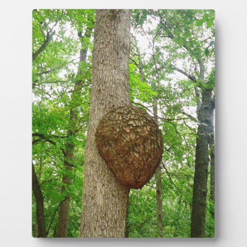 Trees with Large enclosed Bee Wasp Hive Plaque