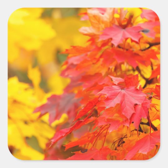 Trees with Orange and Yellow Leaves in the Fall Square Sticker