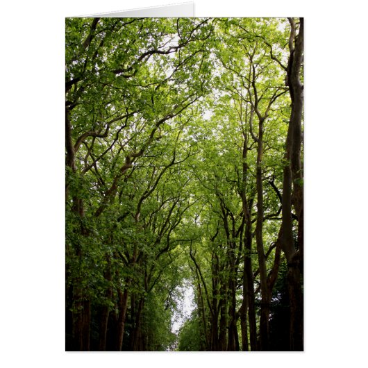 Treetops Cards (Front)
