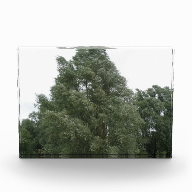 Treetops Decorative Acrylic Award (Front)