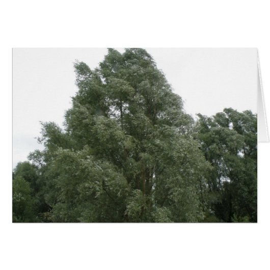 Treetops Greeting Card (Front Horizontal)