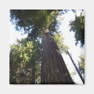 Treetops. Magnet