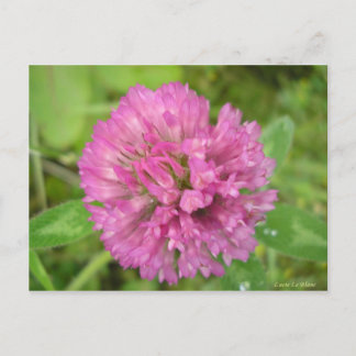 Trèfle rouge postcard