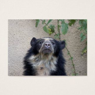 Tremarctos ornatus - Brillenbär