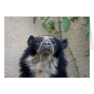 Tremarctos ornatus - Brillenbär