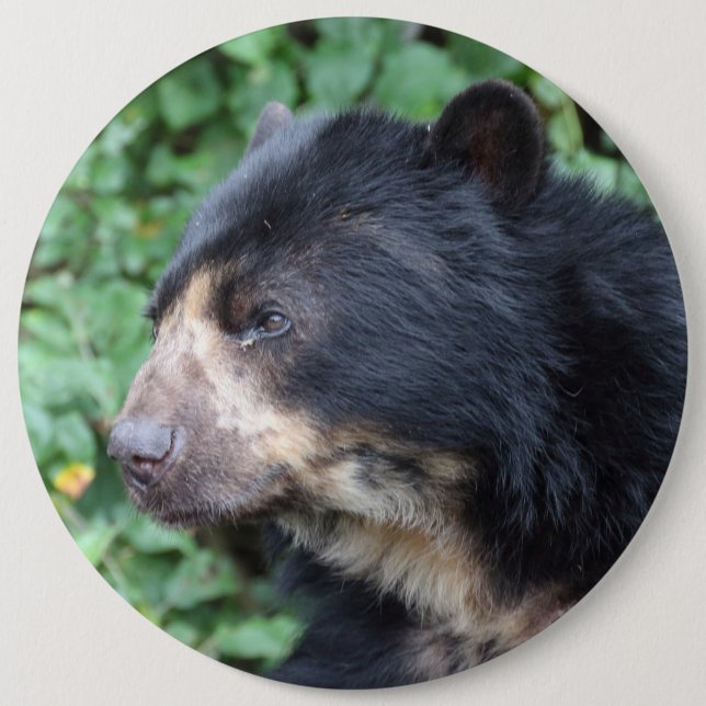 Tremarctos ornatus button (Front)
