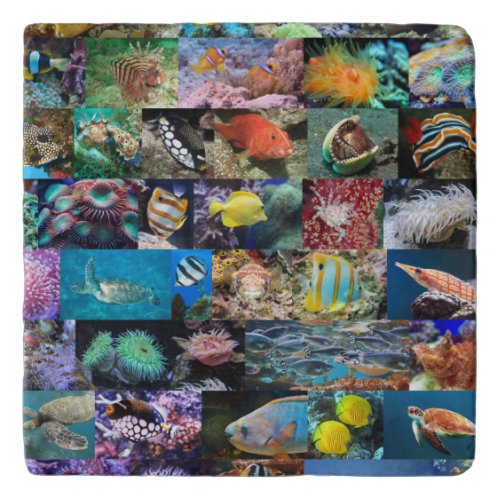 Trendy Coral Reef Marine Life Fish and Animals Trivet