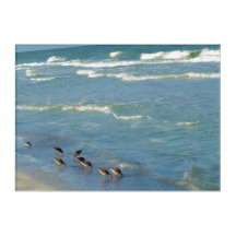 Trendy Florida Shorebirds Ocean Waves