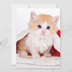 Trendy Pet Lovers Merry Christmas Holiday Card