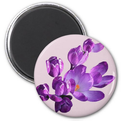 Trendy purple lilac crocus flowers boho floral  magnet