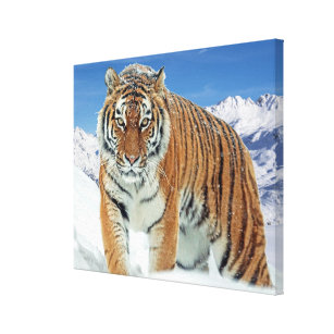 Trendy Tiger Winter Nature Photo Snow Mountains Canvas Print