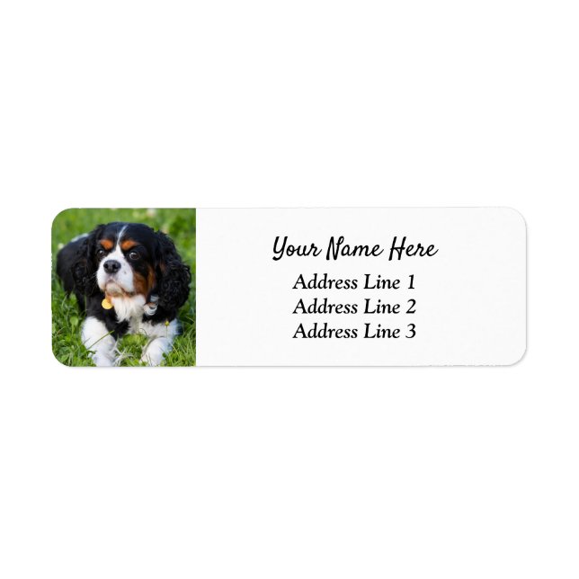 Tri Cavalier King Charles Return Address Label (Front)