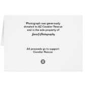 Tri Cavalier under blanket Cards (Back Horizontal)