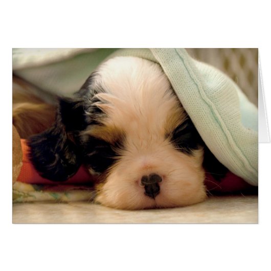 Tri Cavalier under blanket Cards (Front Horizontal)