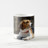 Tri-Color Beagle