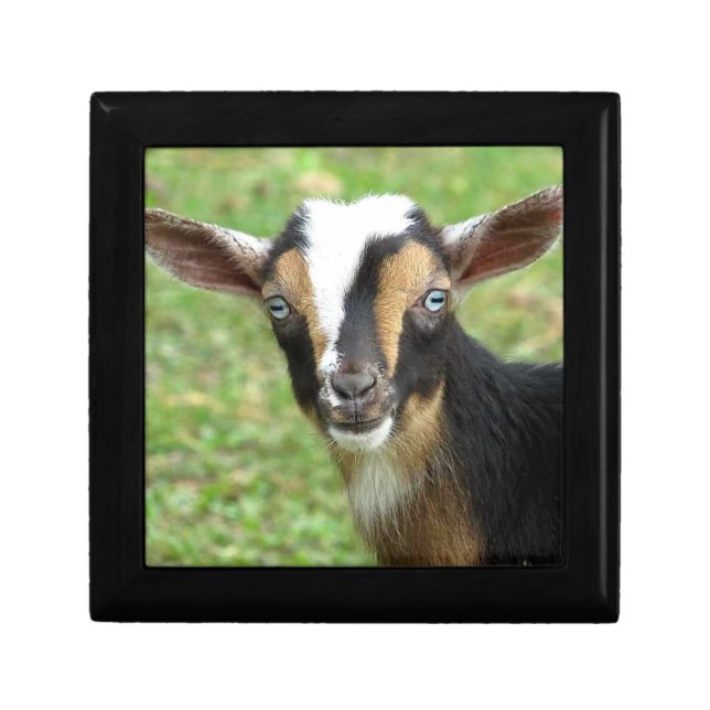 Tri Color Blue Eyed Nigerian Dwarf Goat Gift Box (Front)