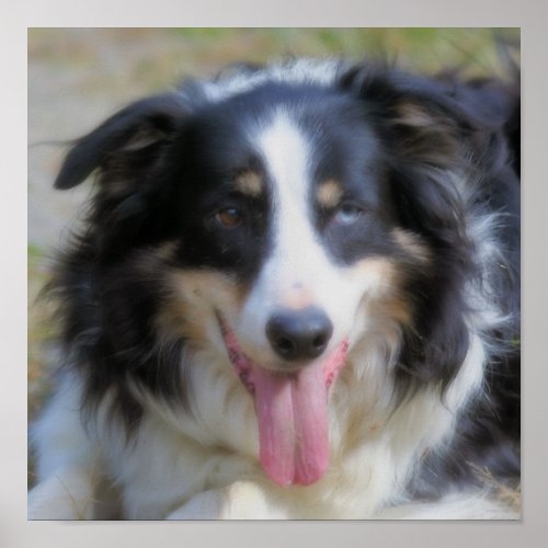 Tri Color Border Collie Face Poster