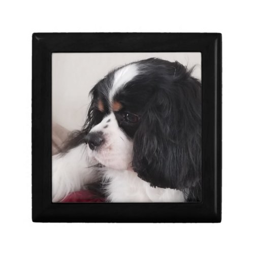 Tri Color Cavalier King Charles Gift Box